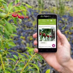 Best free plant identification app