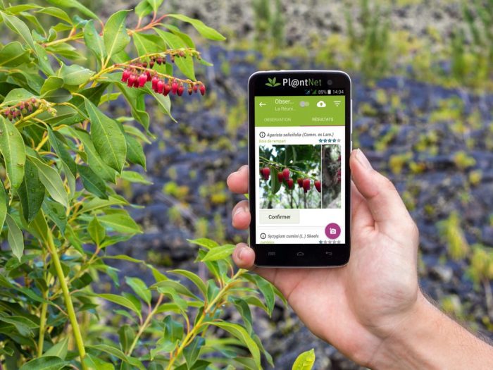 Best free plant identification app